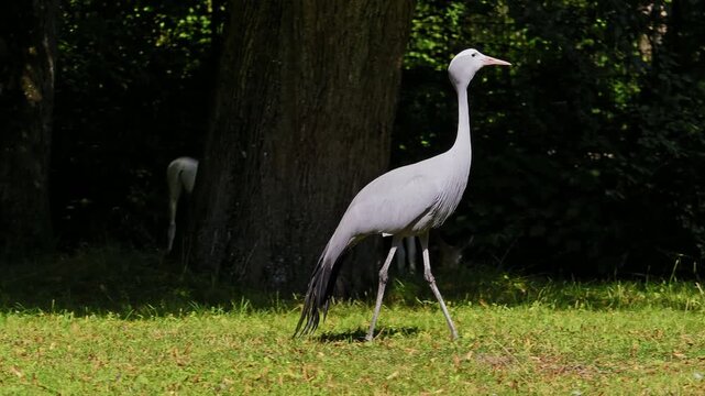 The Blue Crane, Grus paradisea, is an endangered bird specie endemic to Southern Africa. It is the national bird of South Africa