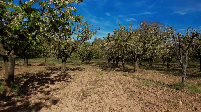 Cinematic tracking shot moving backward through a beautiful apple orchard in full spring bloom. Rows of flowering trees, fresh green grass and bright blue sky create a peaceful rural landscape with