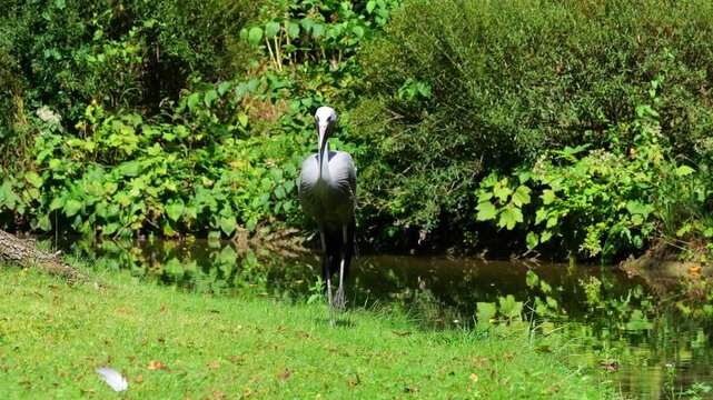The Blue Crane, Grus paradisea, is an endangered bird specie endemic to Southern Africa. It is the national bird of South Africa
