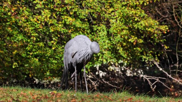 The Blue Crane, Grus paradisea, is an endangered bird specie endemic to Southern Africa. It is the national bird of South Africa