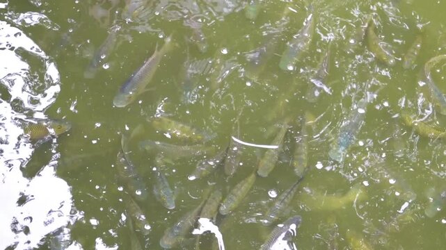 Pond fish are fed in cities according to Buddhist tradition. Chinese carp and catfish in the city pond. China. Xining.