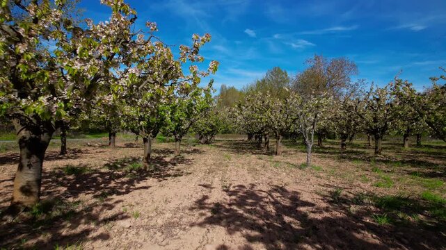 Forward tracking shot through blooming apple orchard in spring. White blossoms, fresh grass and sunny countryside landscape. Ideal for agriculture, nature, rural lifestyle and seasonal projects. High