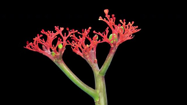 Time lapse of growing and dying jatropa podagrica (Budda Belly, Bottleplant) plant with ALPHA channel isolated on black background