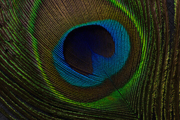 Obraz premium Extreme close-up of a vibrant peacock feather showing detailed iridescent eye pattern and texture,Macro,A high-resolution macro shot of a single peacock feather, highlighting the stunning iridescent.