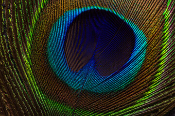 Extreme close-up of a vibrant peacock feather showing detailed iridescent eye pattern and texture,Macro,A high-resolution macro shot of a single peacock feather, highlighting the stunning iridescent. © banjongseal324