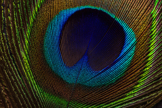 Extreme close-up of a vibrant peacock feather showing detailed iridescent eye pattern and texture,Macro,A high-resolution macro shot of a single peacock feather, highlighting the stunning iridescent.