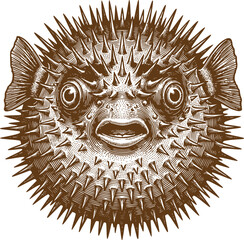 Vintage Hand Drawn Puffer Fish Illustration © Prosun Design