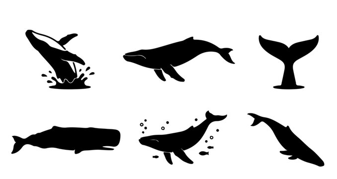 High-quality whale silhouette collection featuring six different poses: jumping whale with splash, side swimming view, tail fluke above water, full body side profile, underwater scene with bubbles and