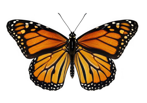 Vibrant monarch butterfly with open wings isolated on transparent background