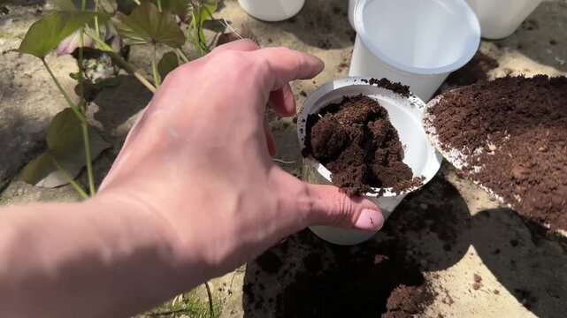 Woman pours soil into plastic cup and plants sweet potato seedling
