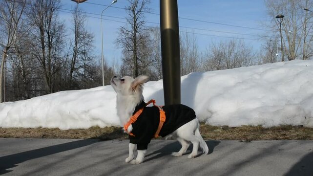 Small white chihuahua dog wearing a black sweater and harness standing and sitting on a sidewalk outdoors. Obedience training with owner during winter season.