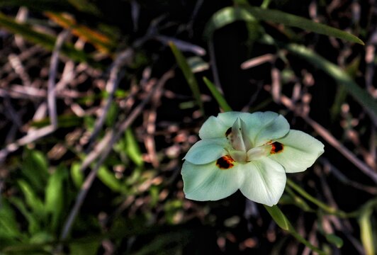 Narcissus wild flowers in the forest