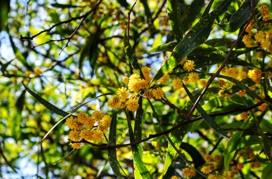 Yellow flowers and green leaves on the tree
