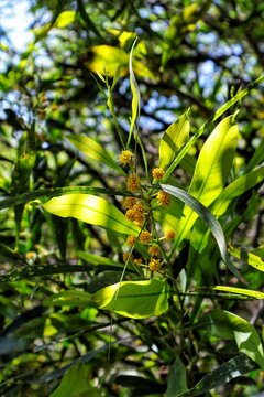 Yellow flowers and green leaves on a tree