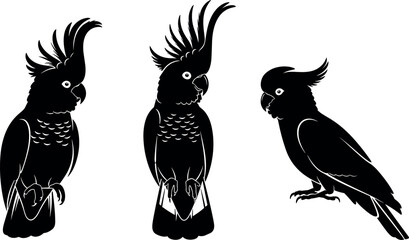 Cockatoo bird silhouette vector set with detailed crest feathers, exotic parrot poses, black and white wildlife illustration collection © MdMostafijur