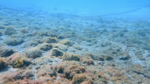 Tracking shot from a little grouper to a young butterfly ray swimming in the sandy bottom