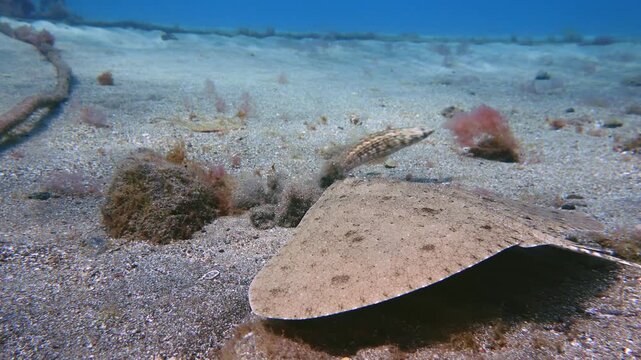 Small Gymnura altavela gliding over sand and startling a lizardfish