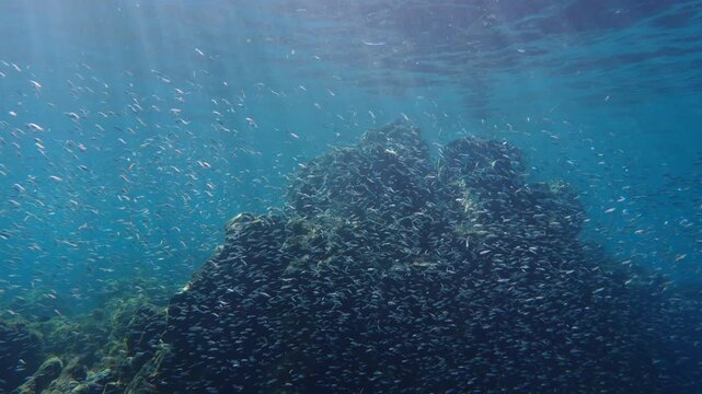 Tracking shot to a rock reef covered in thousands of small fish with beautiful sunrays