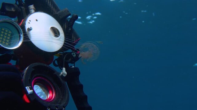 Diver capturing a drifting jellyfish with juvenile fish in open sea