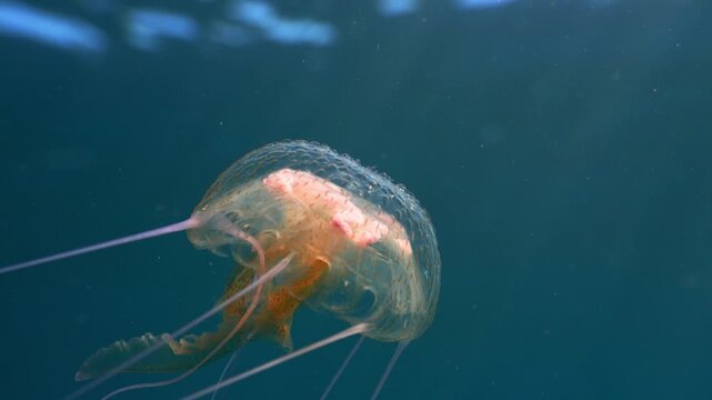 Close up of Pelagia noctiluca tentacles sticking and stretching as the jellyfish swims