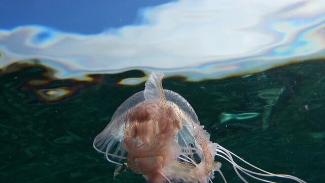 Beautiful medusa descending from the surface with two small jack fish