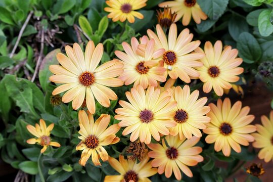 yellow chrysanthemum flowers