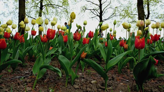 Real Time People Visiting Tulips Garden in Spring Tulip Festival. Morges, Vaud, Switzerland.