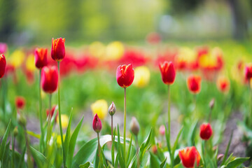 Obraz premium Beautiful red and yellow tulips blooming in a spring garden field, vibrant floral background with soft selective focus.
