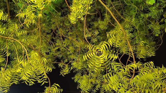 Vibrant Neem Tree Leaves at Night Under Artificial Yellow Lightning 