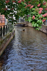 Obraz premium Gewerbekanal in der Gerberau in Freiburg im Frühling