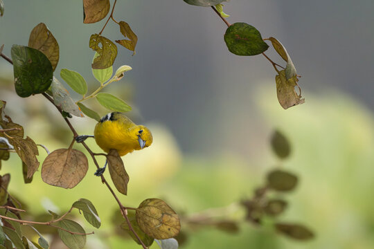 A Common lora (Aegithina tiphia)  bird perched on a branch amidst green leaves in a tranquil setting