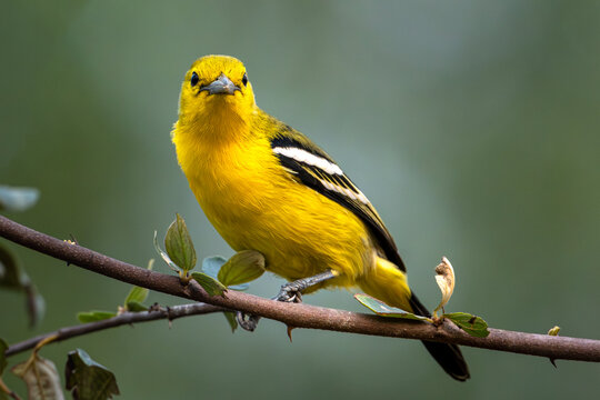 A Common lora (Aegithina tiphia)  bird perched on a branch with a blurred green background