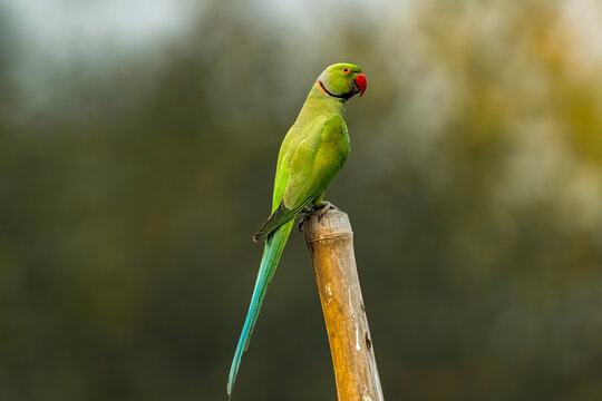 A Rose-ringed (Psittacula Krameri)  vibrant green parrot with a red beak perched against a blurred background