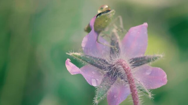 Green shield bug on borage flower petals