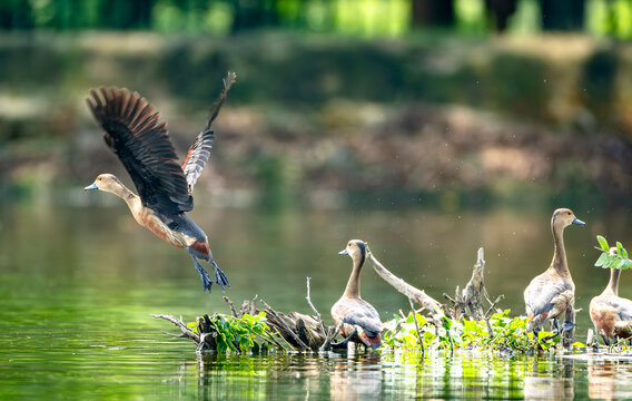 A Lesser Whistling Duck (Dendrocygna javanica) takes flight from a lake while others remain perched on a log