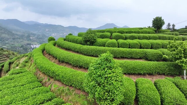 Terraced tea plantation in Anxi Fujian with lush green tea bushes arranged in layered rows on mountain slopes