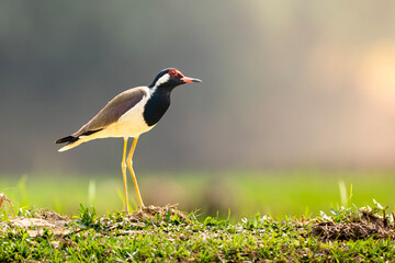 Obraz premium A black and white bird with a red eye standing on lush green grass