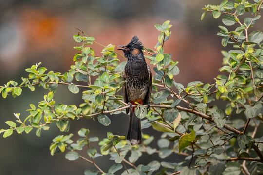 Red-vented Bulbul (Pycnonotus cafer) Perched on Green Tree Branch