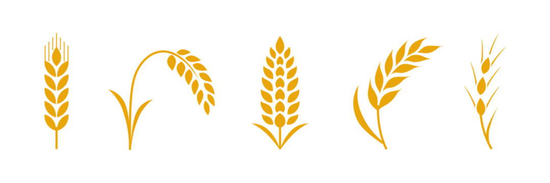 Wheat ear vector set, golden grain icons collection for agriculture and food design.
