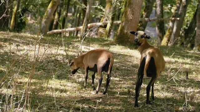Two Barbados Blackbelly sheep walking in a natural forest farm