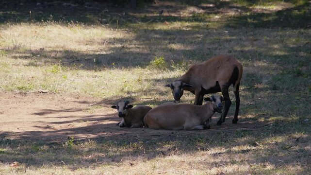 Sheep resting in the shade of a tree on an ecological farm