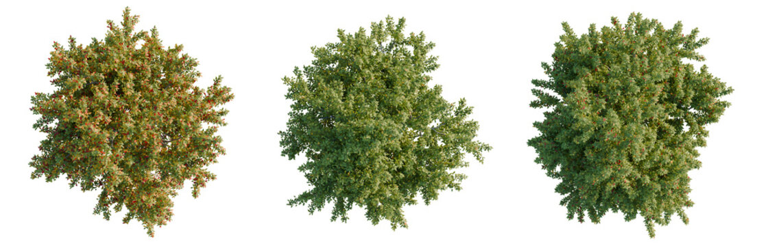 Acer negundo tree plan, top view, cutout, transparent background, isolate, Detailed close-up view of a lush green pine tree branch with vibrant needle texture.