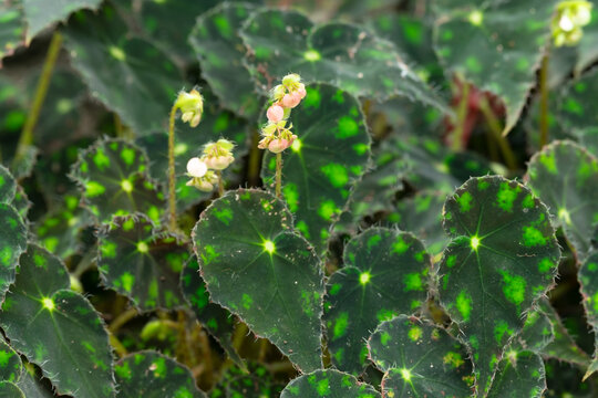 Begonia plant in the garden. Nature background.