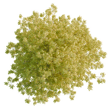 Fraxinus americana tree plan, top view, cutout, transparent background, isolate, Detailed Green Plant Leaf Sprig Branch Close Up Macro Floral Botanical Nature Image