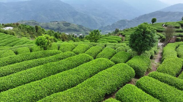 Terraced tea garden with lush green rows winding across mountain slopes under clear sky