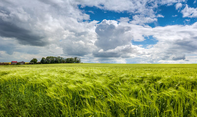 green wheat field during active ear growth, beautiful sky with cumulus, dramatic clouds © pavlobaliukh
