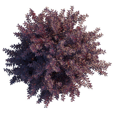 Prunus virginiana tree plan, top view, cutout, transparent background, isolate, Purple leaved ornamental plant close up, garden shrub detail, foliage texture