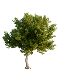 Fototapeta premium Acer monspessulanum tree, elevation, front view, cutout, transparent background, isolate, Young tree trunk with roots, nature close-up, forestry, botanical, garden, springtime