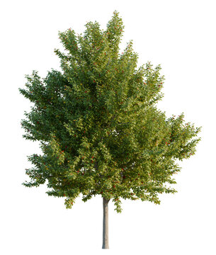 Acer negundo tree, elevation, front view, cutout, transparent background, isolate, Green maple tree with vibrant foliage and red leaves against a sunny backdrop