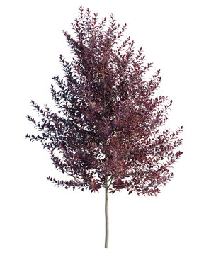 Prunus virginiana tree, elevation, front view, cutout, transparent background, isolate, Close-up of vibrant red autumn leaves with shallow depth of field, detailed macro photography